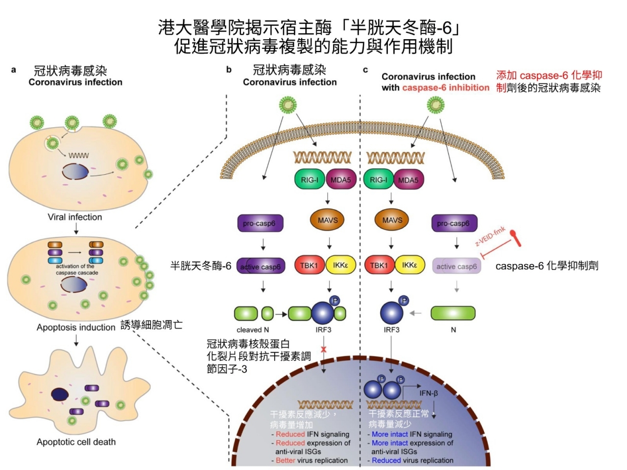 港大醫學院研究發現，冠狀病毒可以利用人體一種細胞蛋白酶「半胱天冬酶-6」進行更有效的複製，如果抑制或剔除這種細胞蛋白酶，有效降低冠狀病毒的複製能力。(港大醫學院提供圖片)