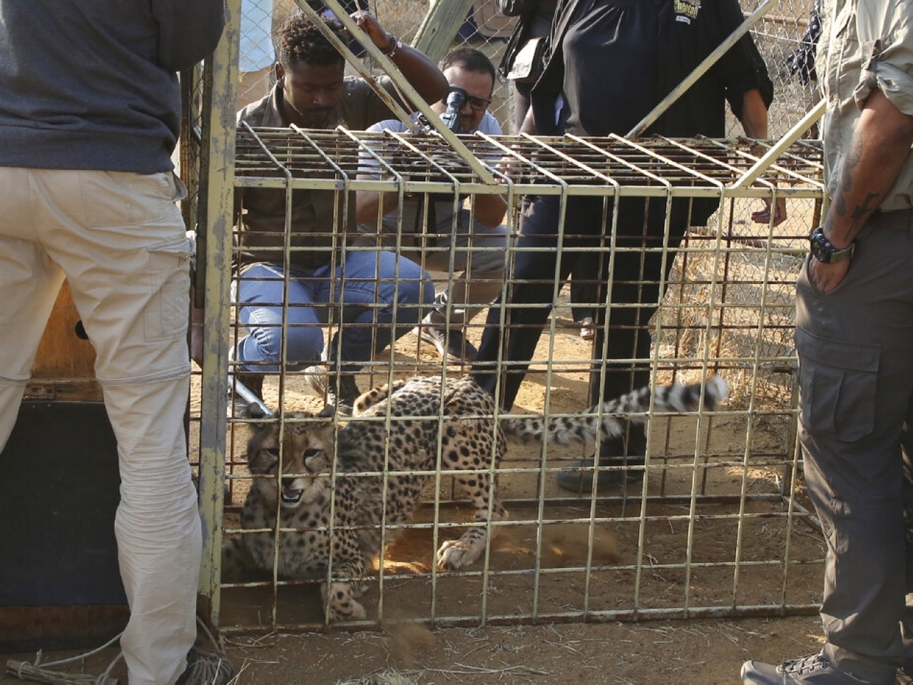 Cheetahs reintroduced to India after 70 year absence - RTHK