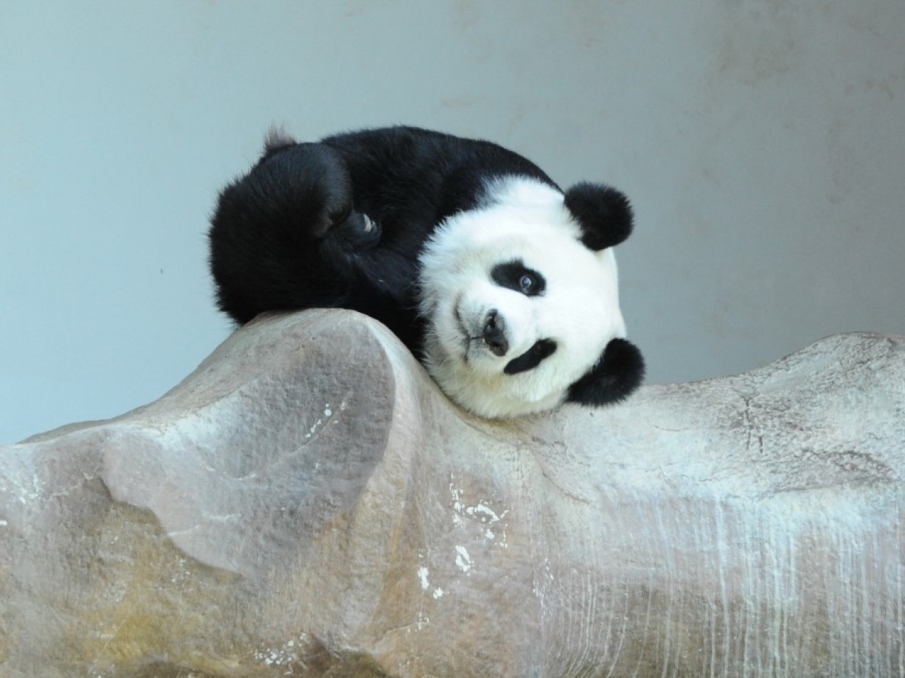 泰國清邁動物園雌性大熊貓林惠上午死亡，終年21歲。（法新社資料圖片）