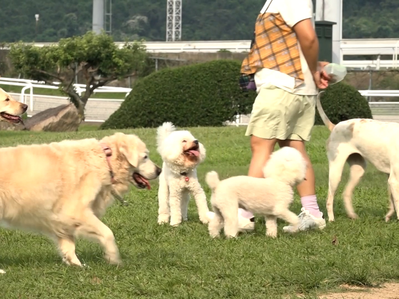 Consumer watchdog warns of hidden fees at pet hotels RTHK