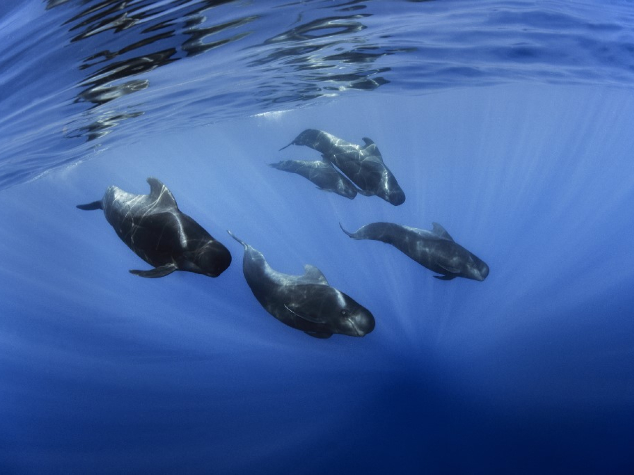 大西洋でクジラが漕ぎ手を囲む