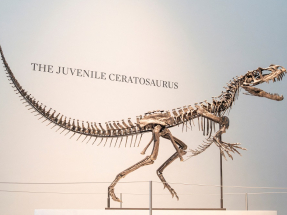 Young dinosaur skeleton fetches US$30mn at Sotheby's