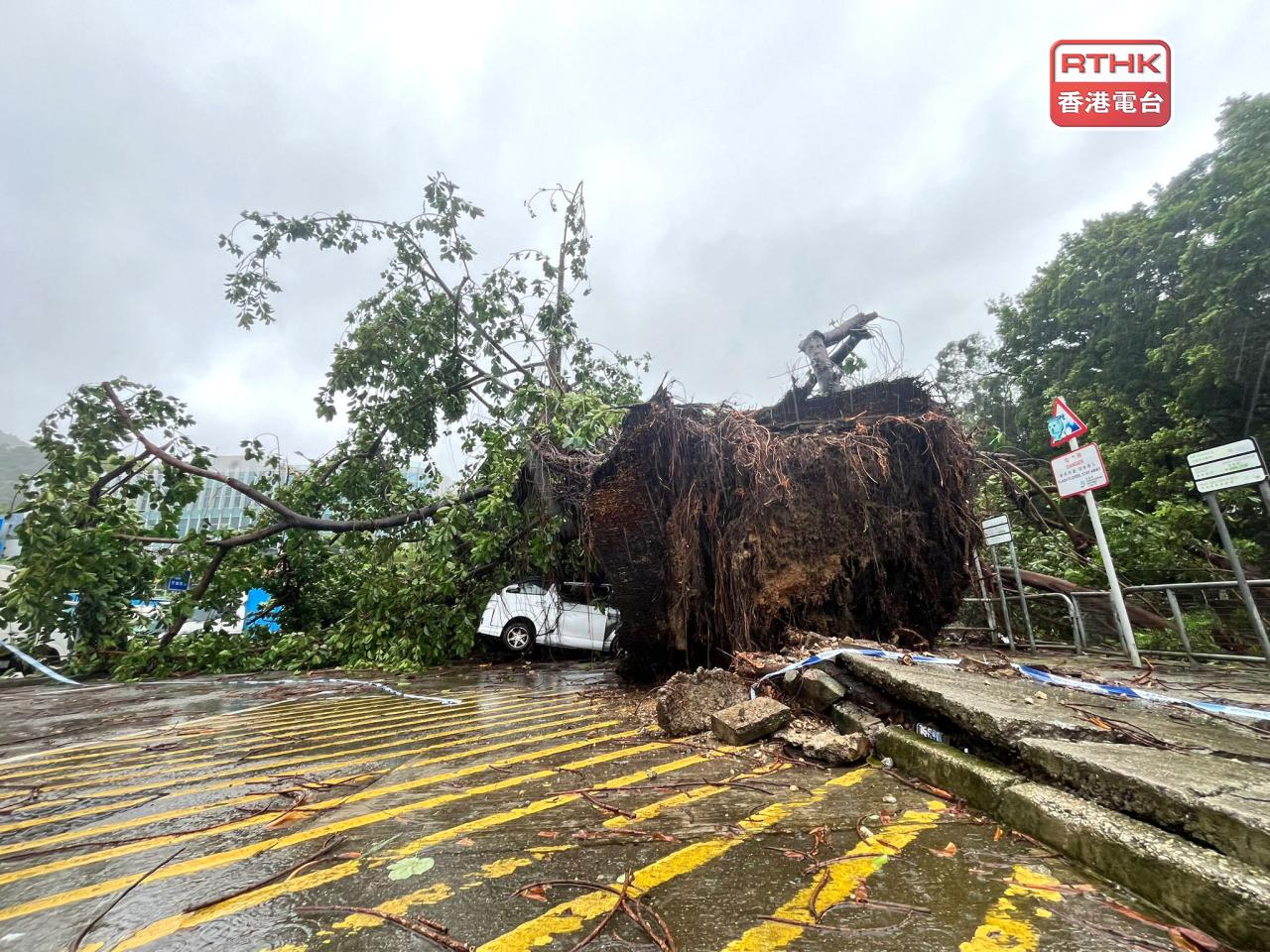 Authorities had received over 700 reports of fallen trees across the territory. Photo: RTHK