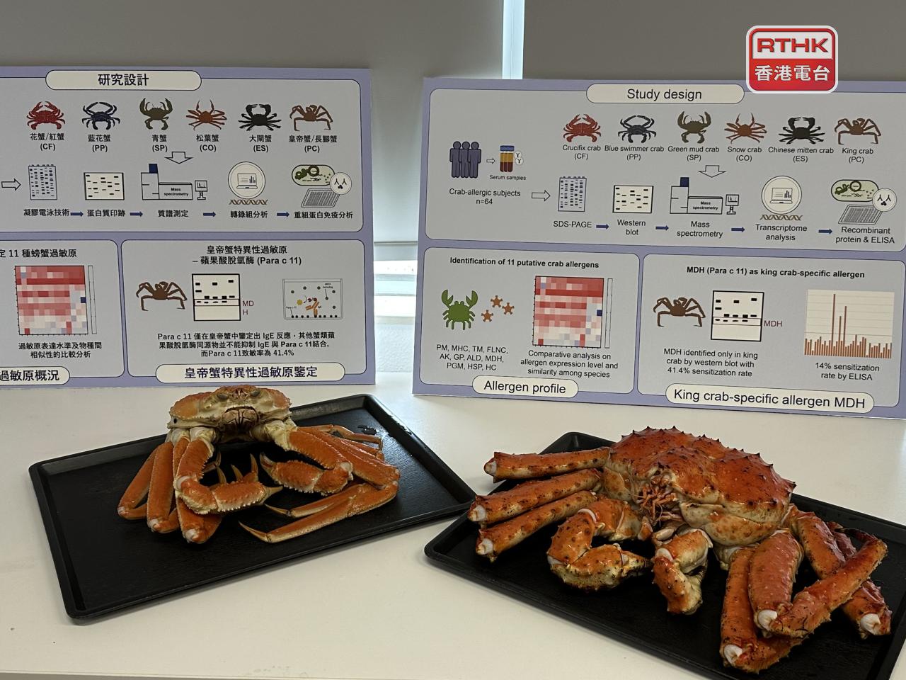 中大團隊從6種常見蟹的蟹鉗中抽取蟹肉，萃取肌肉蛋白以配合64名蟹過敏患者的血清樣本進行致敏原分析。（實習記者錢茵彤攝）
