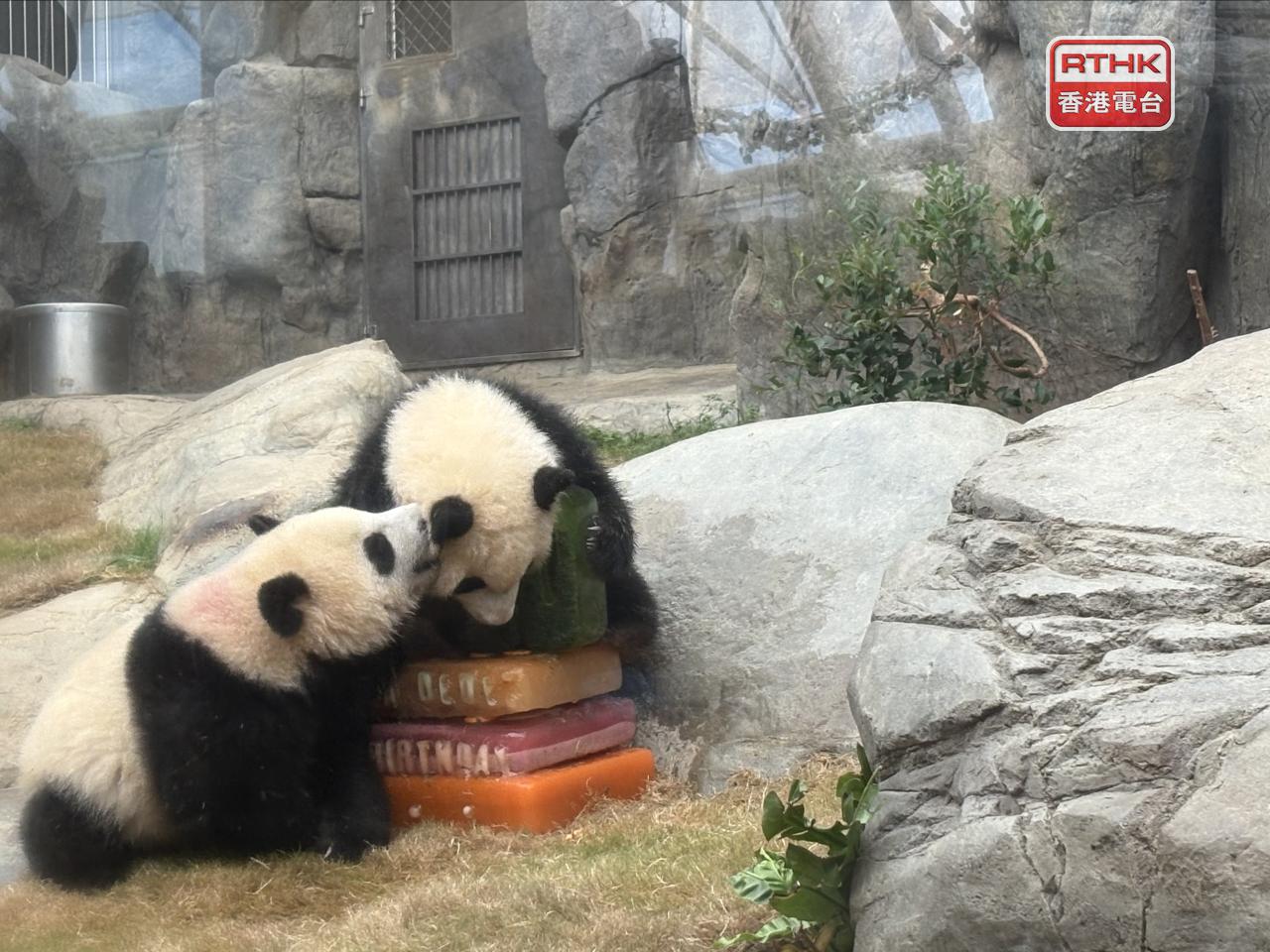 Jia Jia and De De have grown rapidly and now weigh approximately 30 kilogrammes. Photo: RTHK