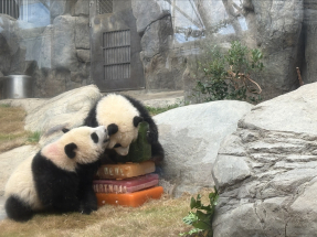 HK panda cubs Jia Jia and De De turn one