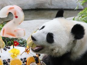 Katyusha tucks in to a special birthday cake made of fruits, ice and bamboo. Photo: Reuters