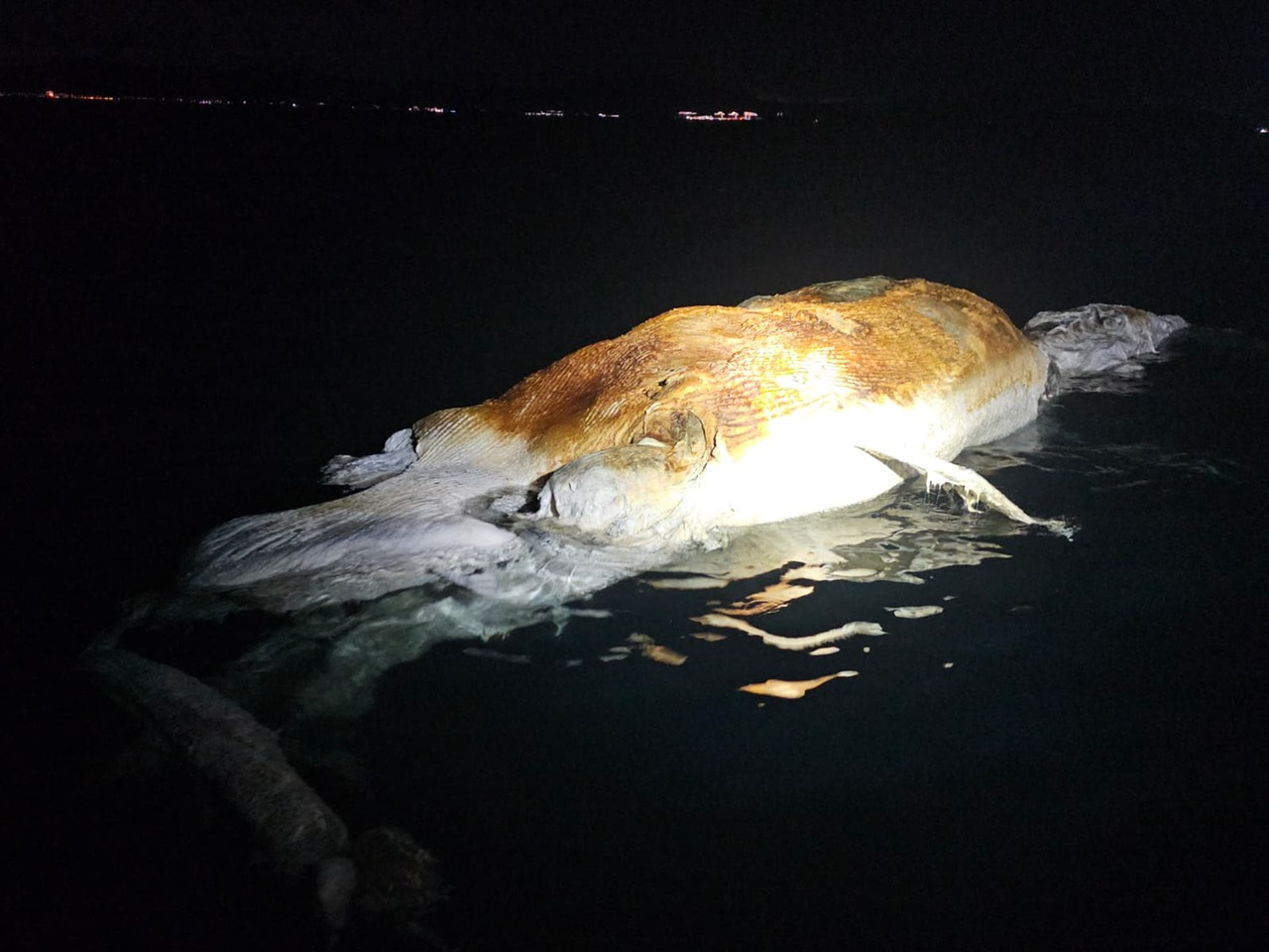 漁護署昨日傍晚接獲警方報告，於大鵬灣水域發現疑似一具鯨魚屍體。（政府新聞處）
