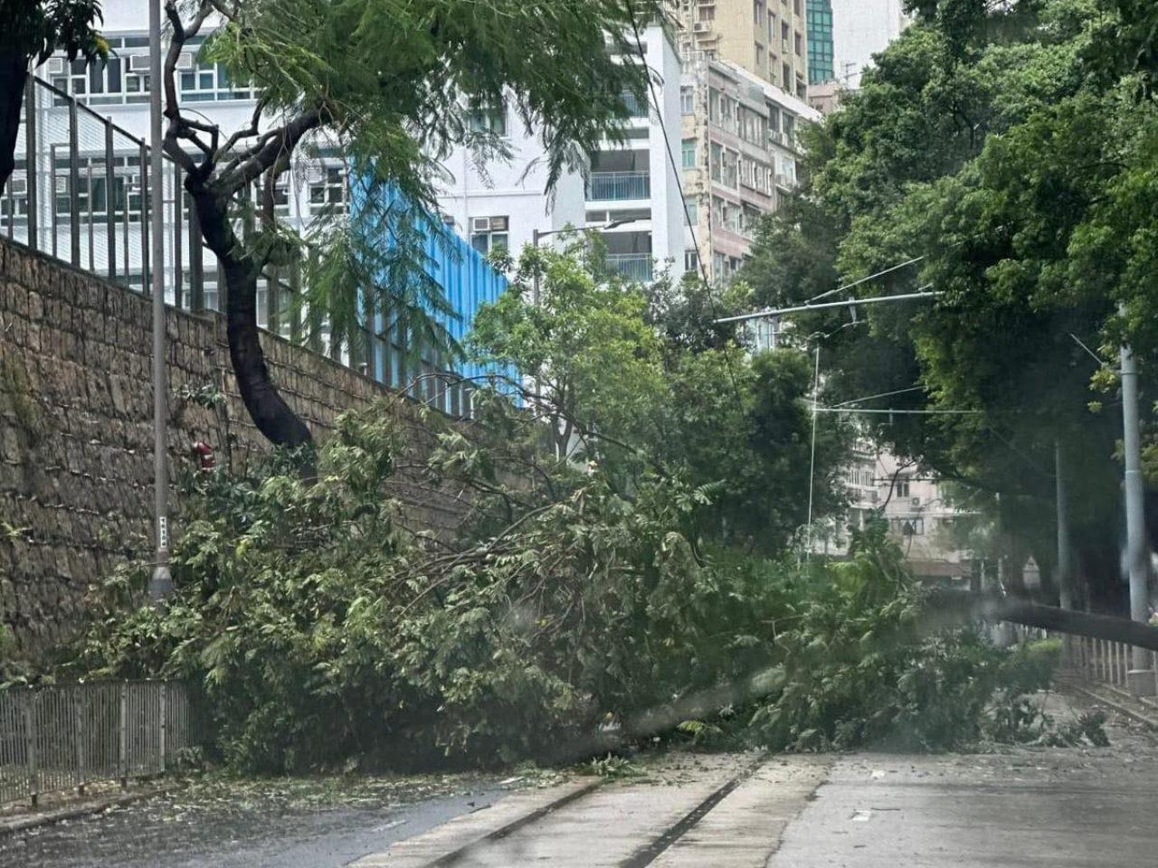 截至今日上午11時，政府1823電話中心及消防處分別收到14宗及90宗塌樹報告。（網上圖片）