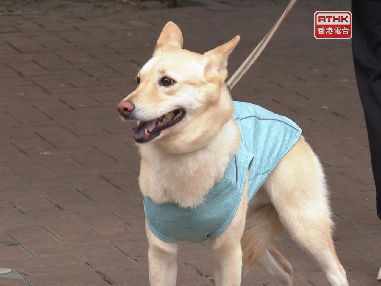 John Lee said the initiative is designed to support the business sector in creating pet-friendly spaces. File photo: RTHK