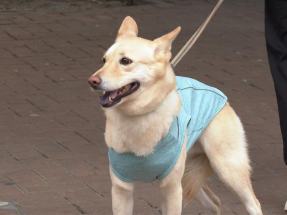 Every dog to have its day in eateries under new system
