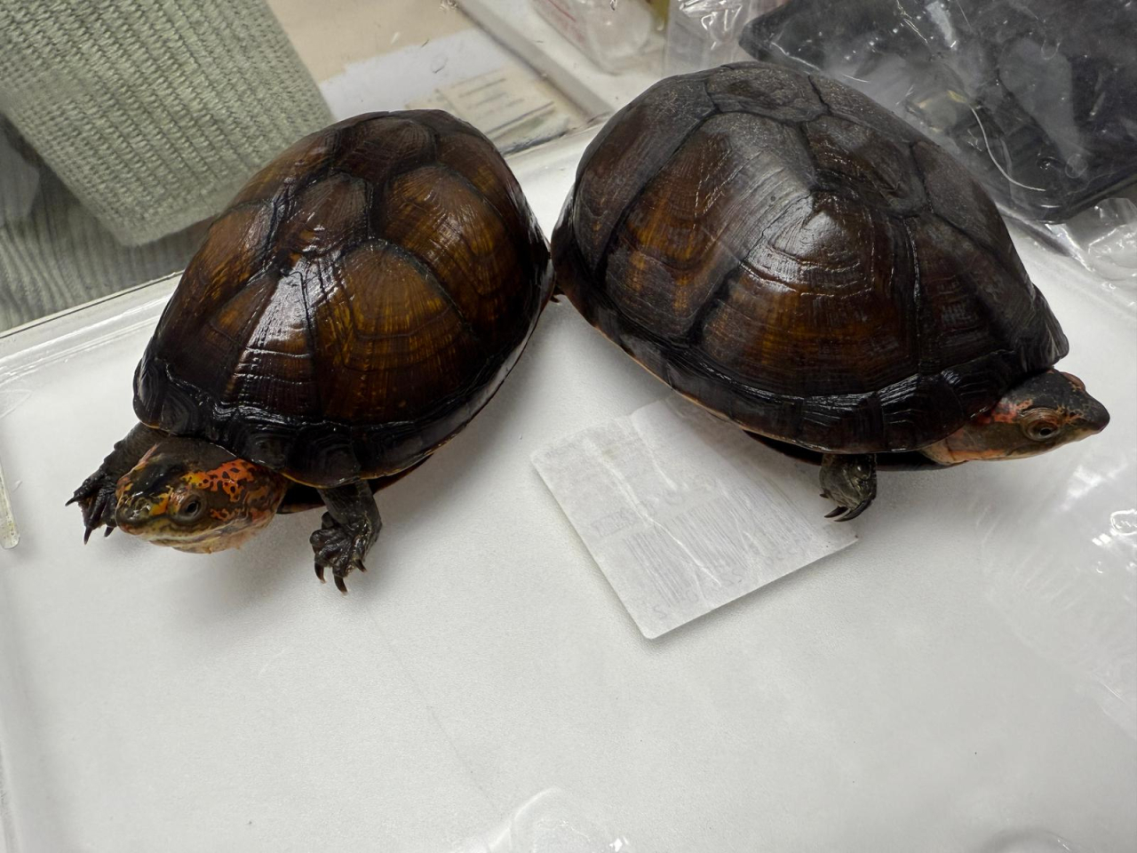 海關檢獲的懷疑受管制屬瀕危物種活龜。（政府新聞處）