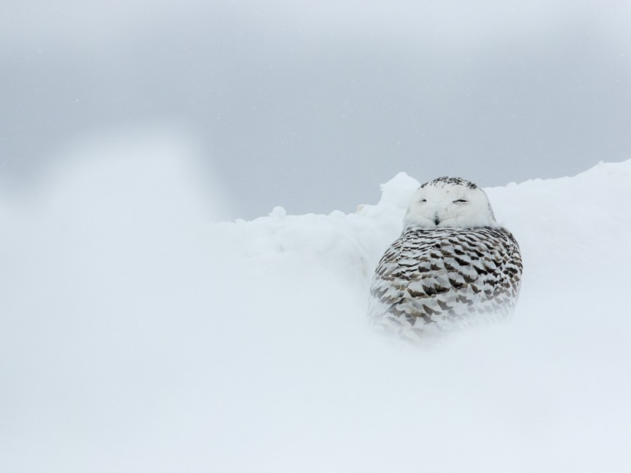 Population numbers for Canada's beautiful snow owl are on the decline. File photo: AFP
