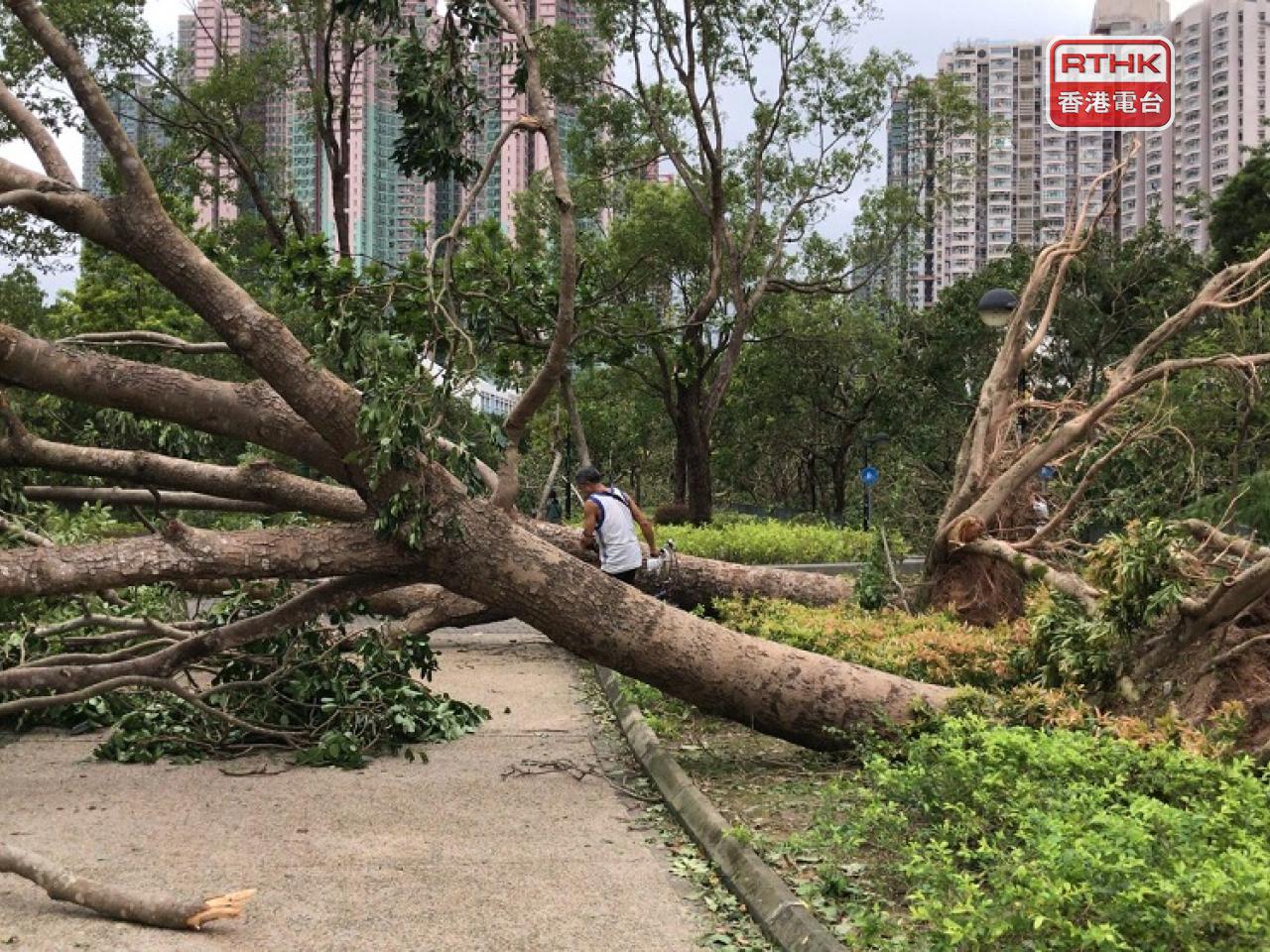 Tress fell across the SAR when Mangkhut hit Hong Kong in 2018. File photo: RTHK