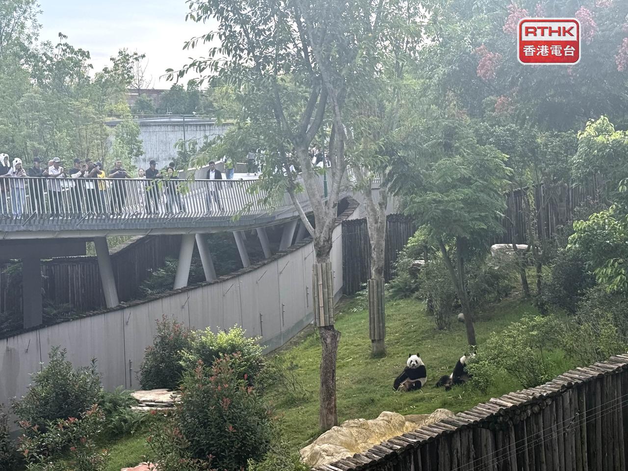 不少遊客在基地觀看大熊貓並拍照留念。（陳曉筠攝）