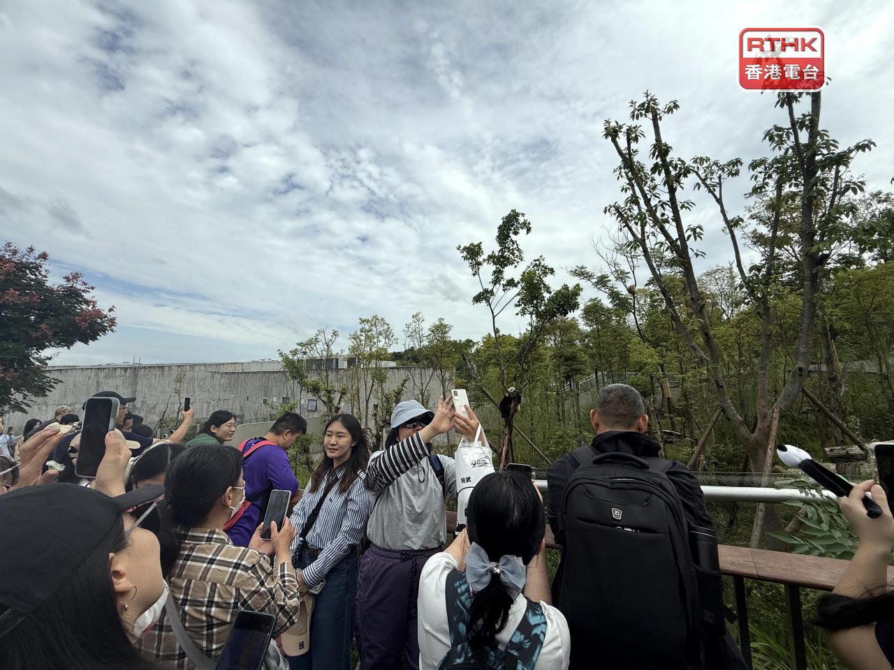 大批遊客爭相拍攝大熊貓。（陳曉筠攝）