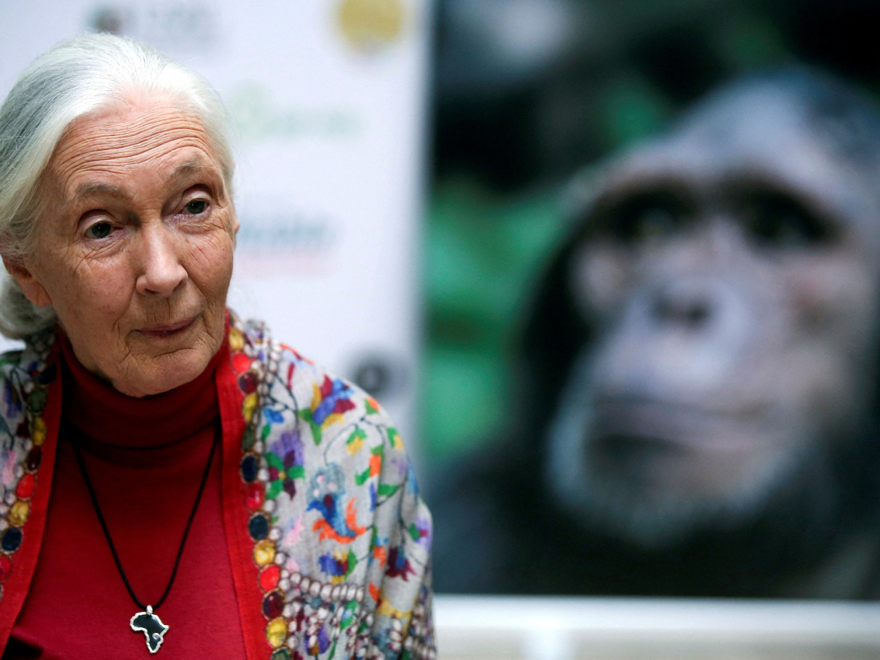 Jane Goodall had pioneered the study of chimpanzees in the wild, discovering their use of tools. File photo: Reuters