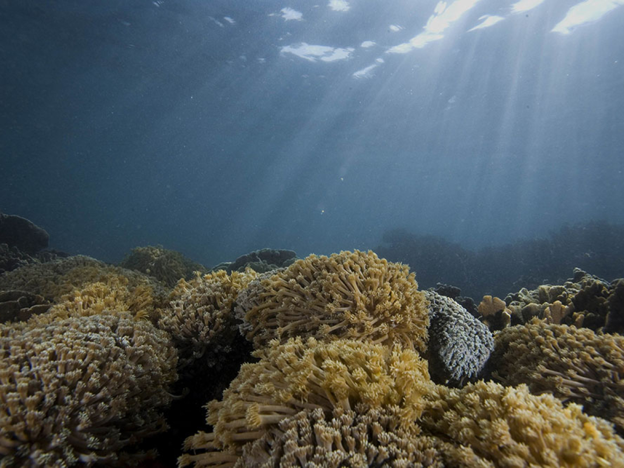 Deputy director of agriculture, fisheries and conservation Patrick Lai says the coral zone near Sharp Island will be monitored. Photo courtesy of Information Services Department