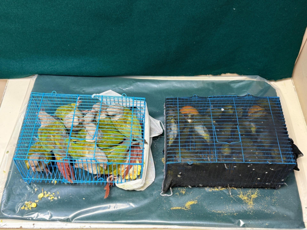 海關檢獲的活鸚鵡和活鳥。(政府新聞處)