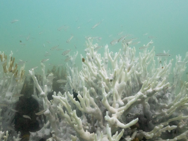 World's coral reefs crossing survival limit: experts - RTHK