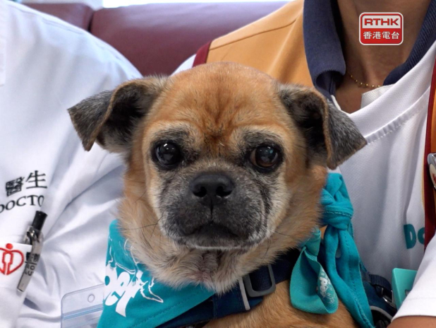 醫管局舉辦動物探訪活動,讓義工帶同貓狗到醫院與病人交流。(林紹鋒攝)