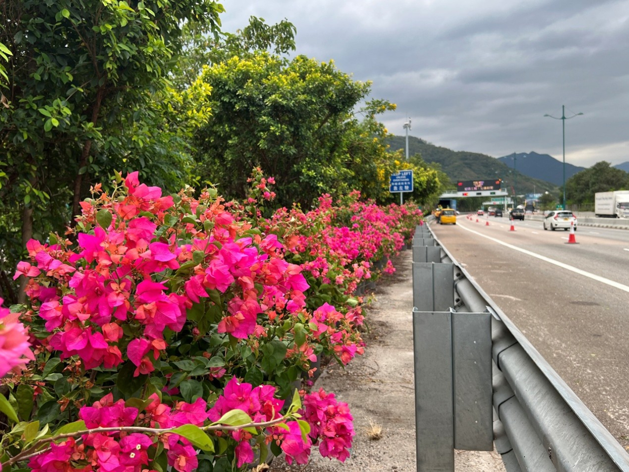 陳美寶稱路政署在北大嶼山公路東西行賽事路段兩旁種植簕杜鵑,營造更亮眼比賽環境。(陳美寶網誌)