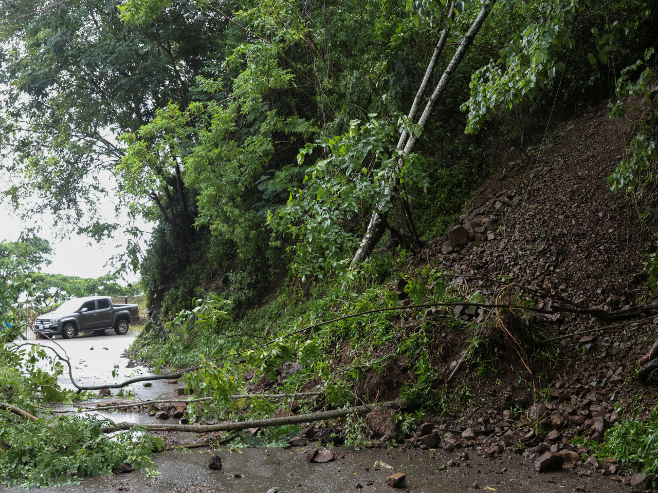 梅麗莎吹襲牙買加，有樹木倒塌。（路透社）