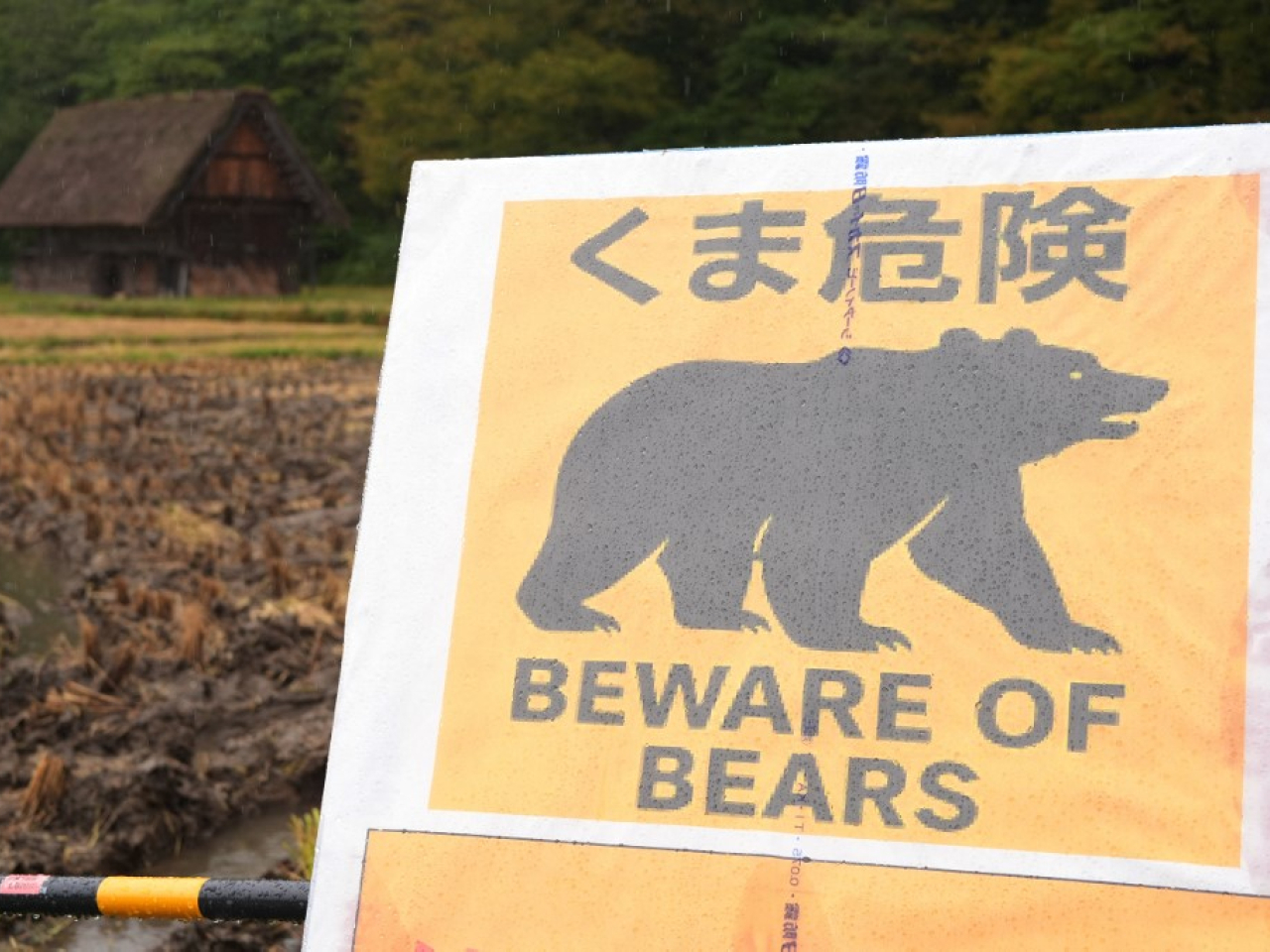 日本近期發生多宗熊襲擊人事件,當局提醒民眾注意可能有熊出沒。(法新社資料圖片)