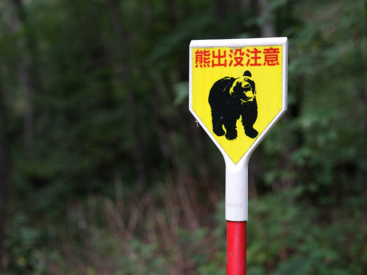 日本秋田縣分別發生兩宗熊襲擊事件，造成兩人受傷。(法新社資料圖片)