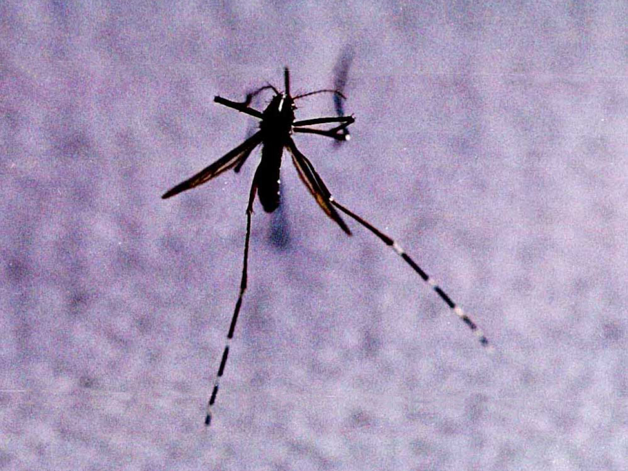 食環署公布上月第9批白紋伊蚊誘蚊器指數及密度指數。（政府新聞處資料圖片）