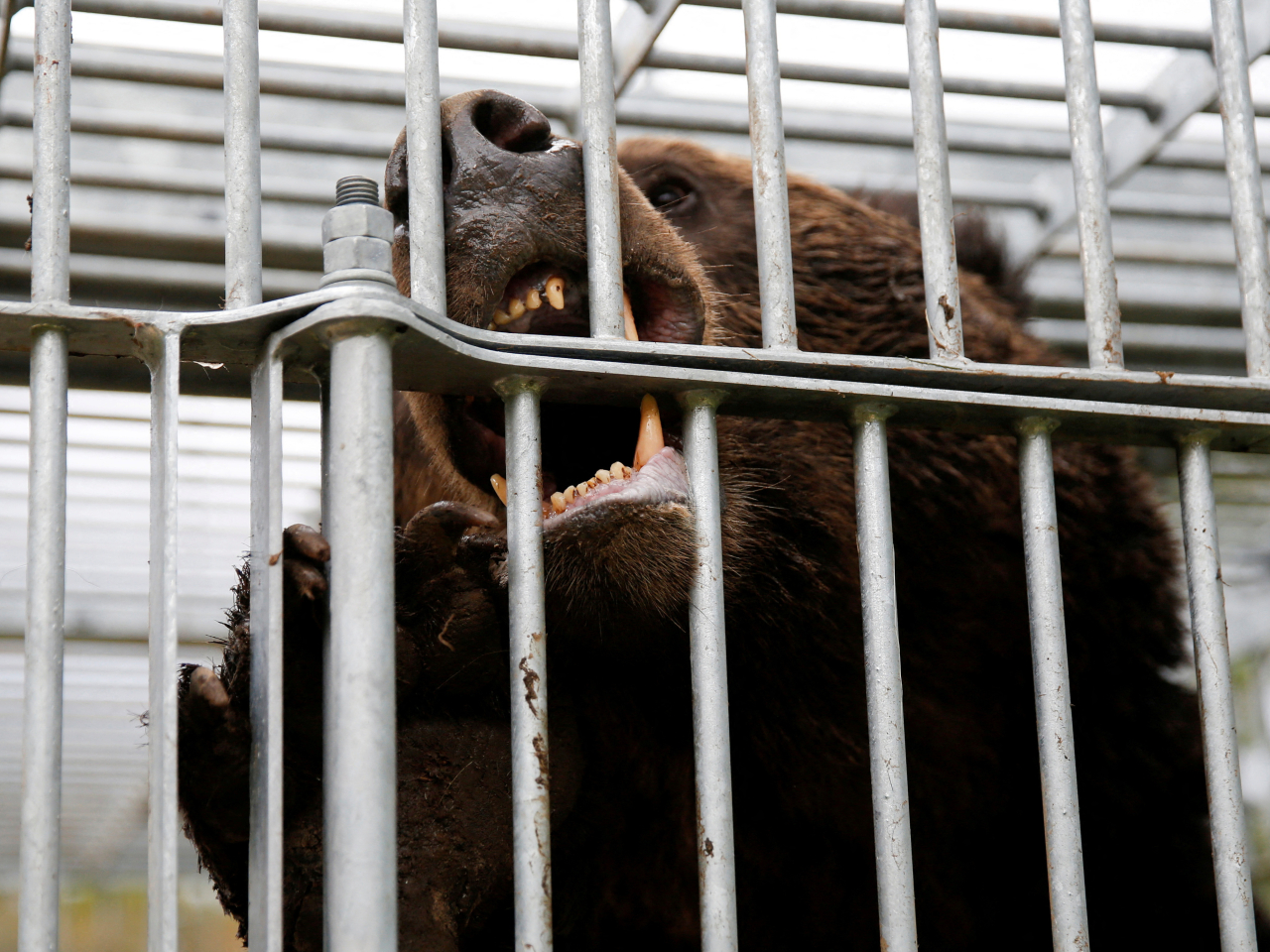 根據分析，天然糧倉的食物極少，可能是熊出沒至人類生活圈的主要原因。（路透社資料圖片）