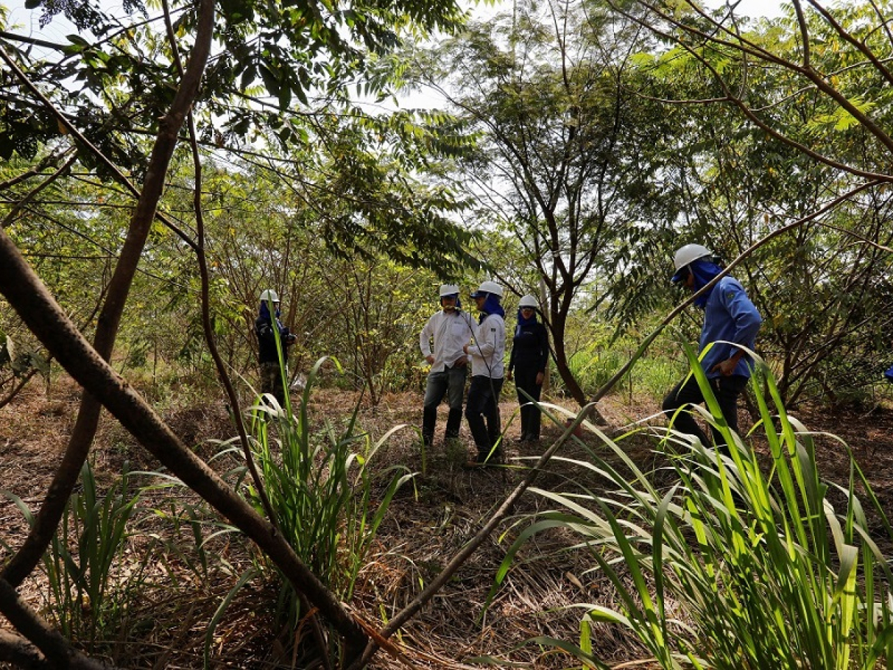 美資科技巨頭提供融資方案協助保育巴西亞馬遜森林。（路透社）