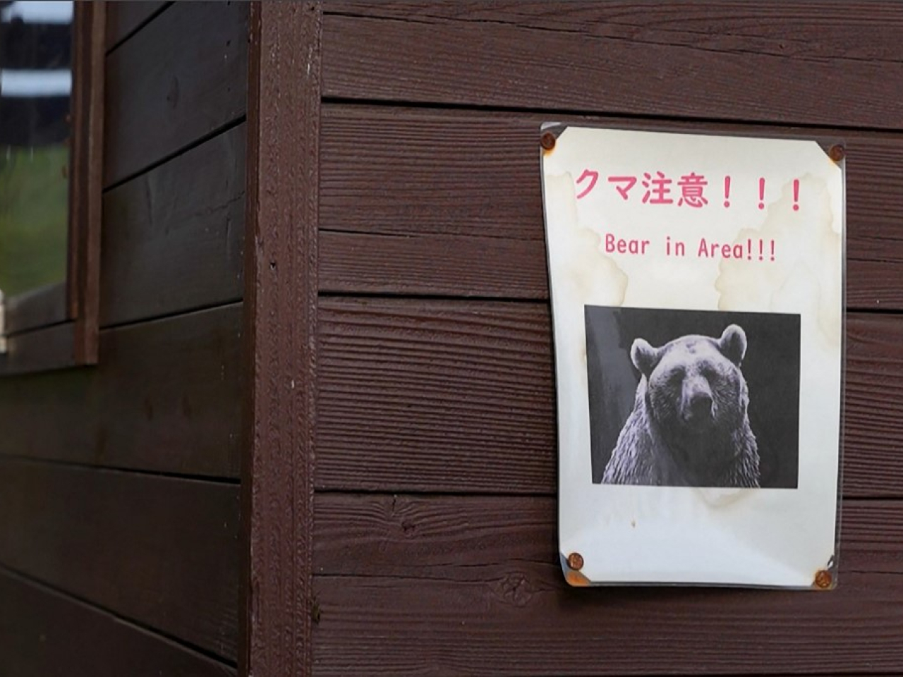 日本3個縣昨日早上共有5人被熊襲擊受傷。（法新社資料圖片）