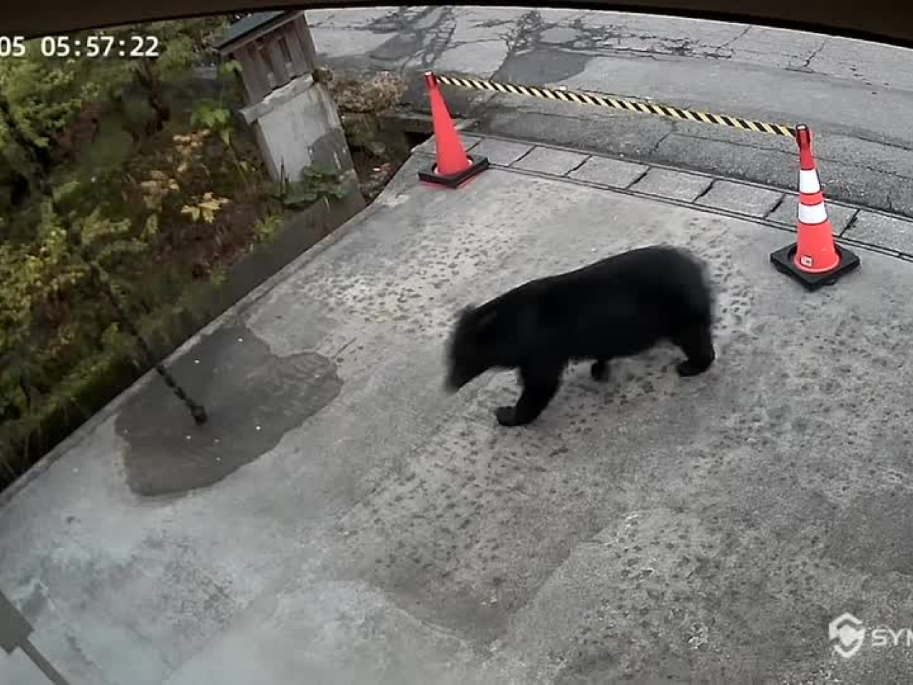 岩手縣一名47歲男子在八幡平市遛狗時，被熊攻擊受傷。(路透社資料圖片)