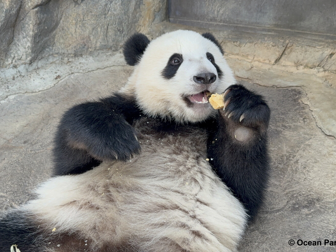 「細佬」得得享用窩窩頭 (海洋公園提供)