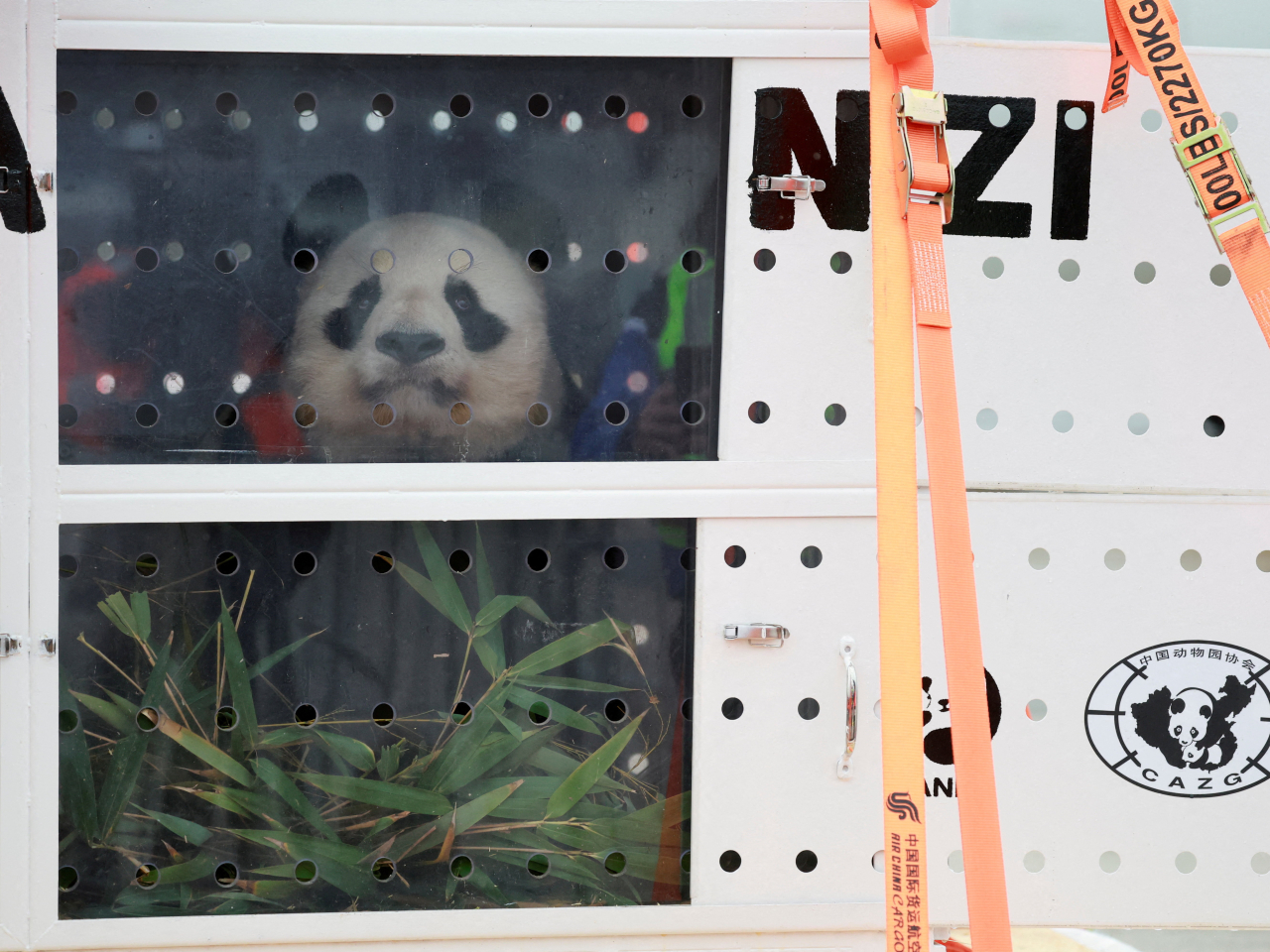 17-year-old giant panda Yuan Zi, star attraction of the ZooParc de Beauval in France, departs for China together with his mate Huan Huan. Photo: Reuters