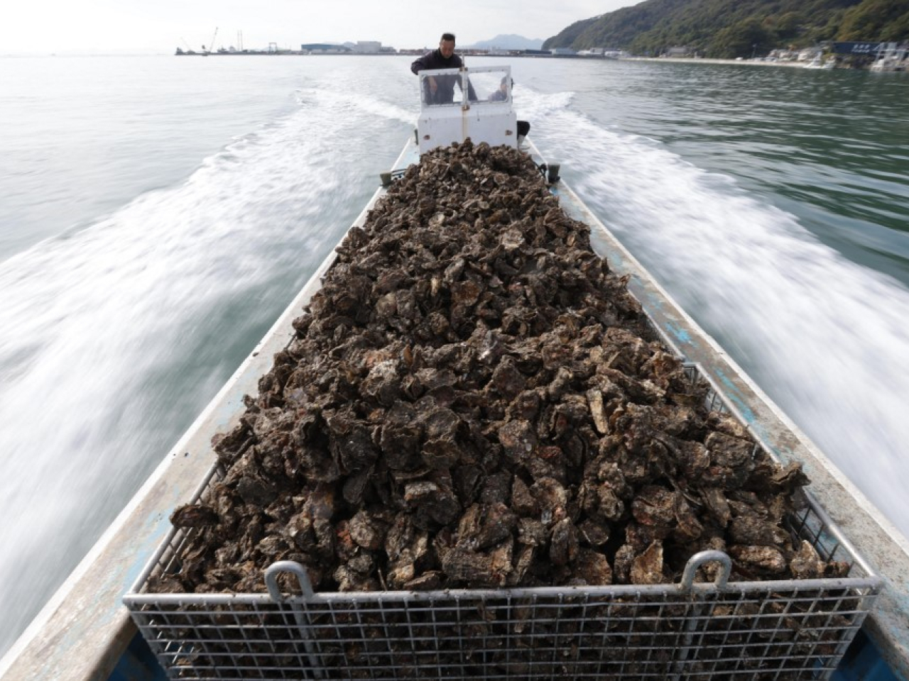 This year's average water temperatures along Hiroshima's coast from July to October were 1.5 to 1.9 degrees Celsius higher than the 1991-2020 average. File photo: AFP