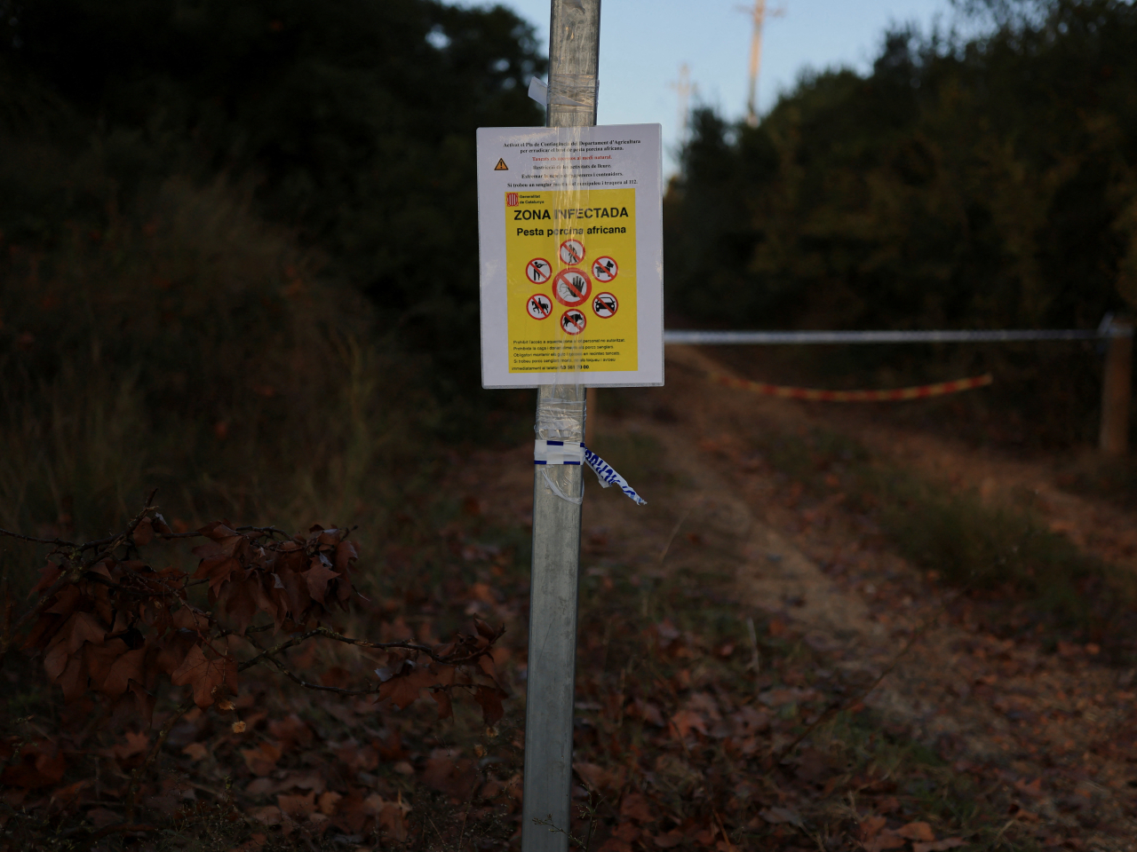 西班牙當局在出現非洲豬瘟個案的地區張貼告示。（路透社資料圖片）