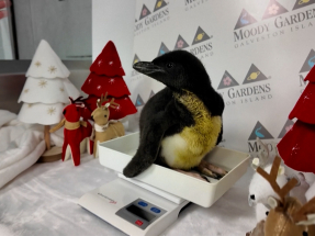 長冠企鵝幼崽於得州水族館亮相