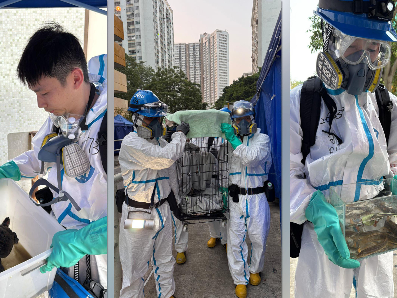 警方在大廈多處再尋回兩隻貓、4隻龜、一隻蜥蝪和80多條寵物魚。（警方提供）