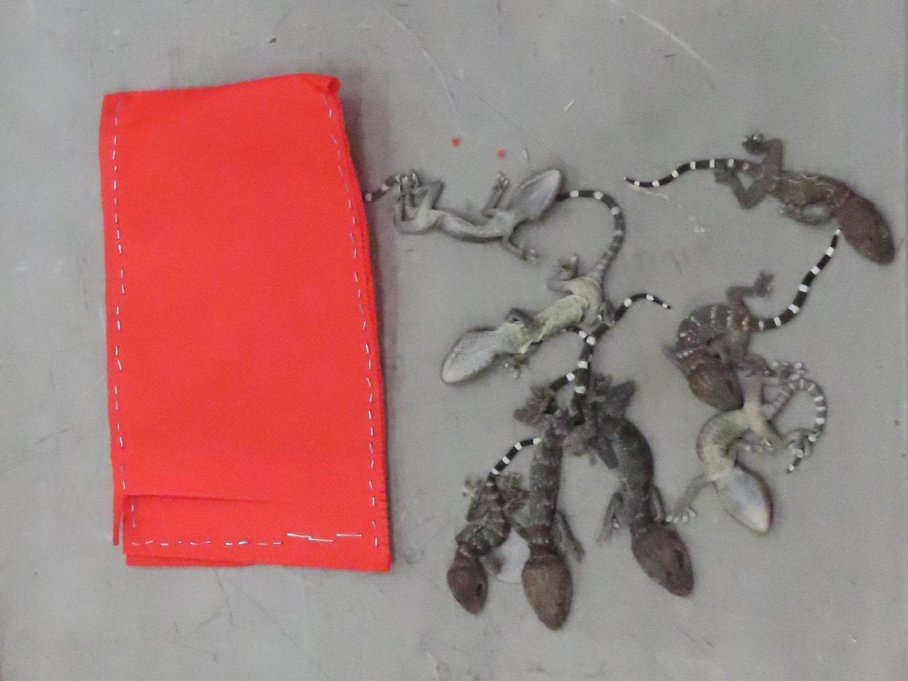 海關檢獲34隻懷疑受管制屬瀕危物種的活蜥蝪，估計市值約2萬400元。（政府新聞處）