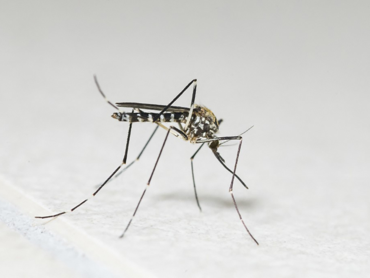 本港新增一宗登革熱外地傳入個案。（法新社資料圖片）