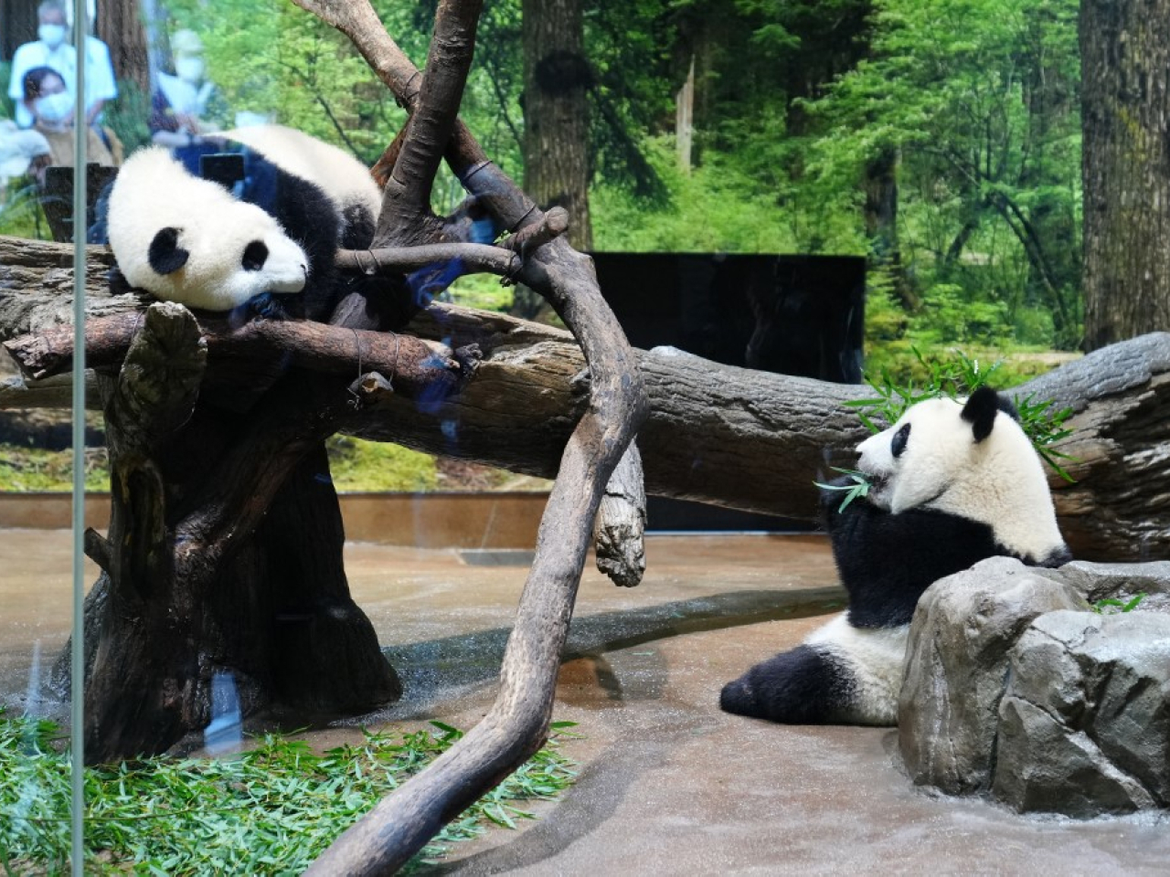 「曉曉」和「蕾蕾」自2021年出生以來，一直在上野動物園生活。（法新社資料圖片）