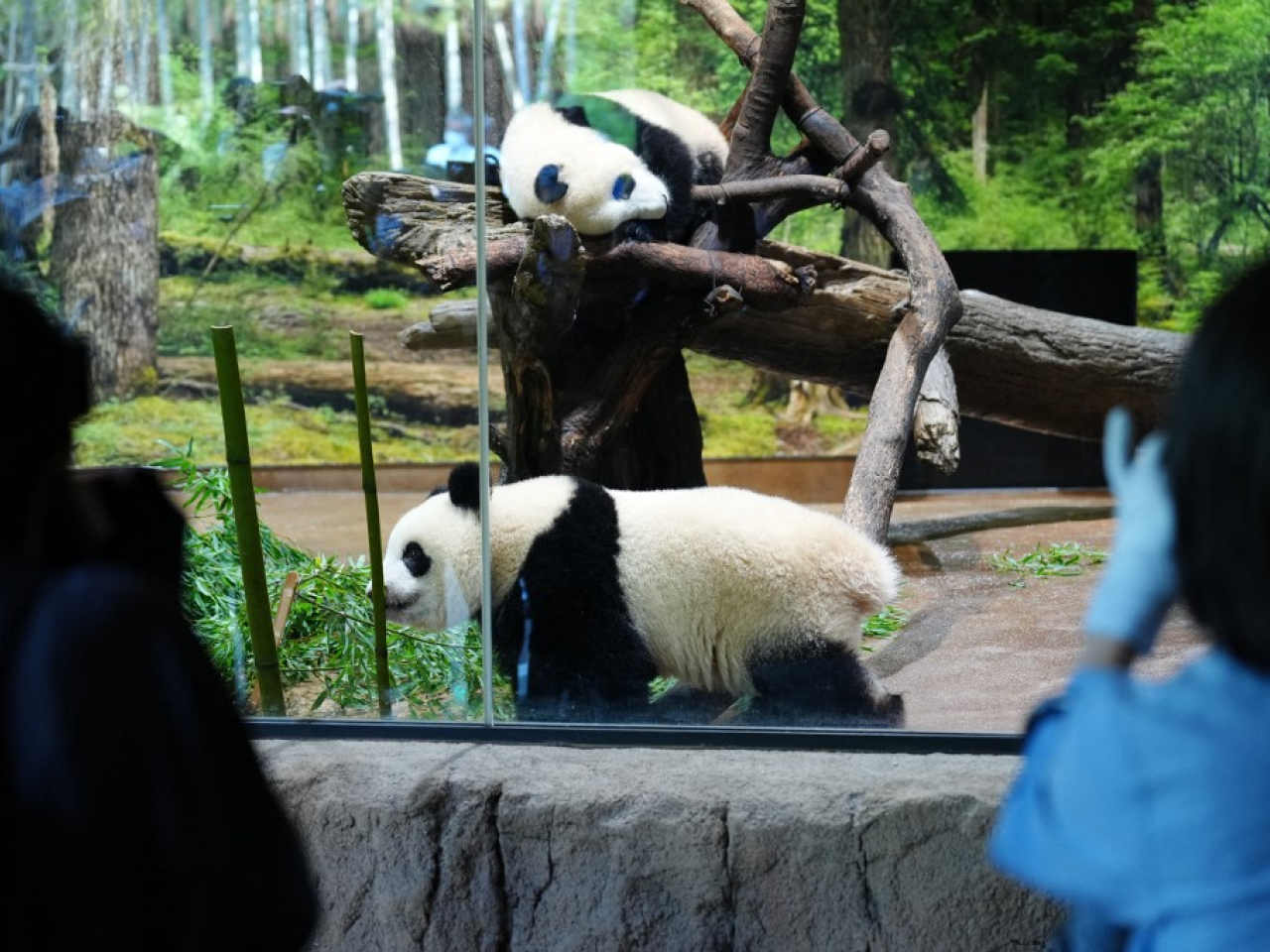 東京上野動物園的龍鳳胎大熊貓「曉曉」和「蕾蕾」，將於下月底歸還中國。（法新社資料圖片）
