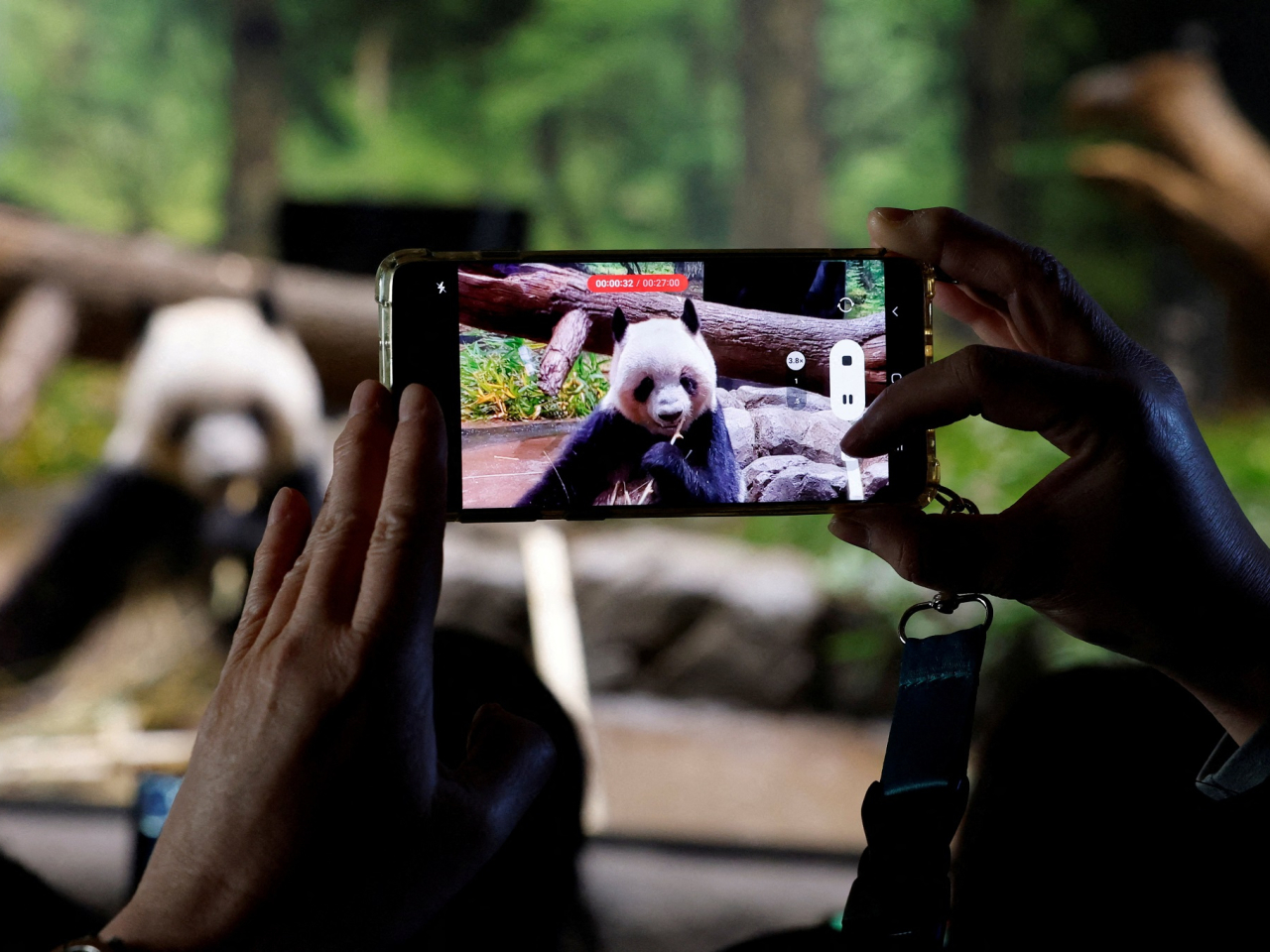園方從昨日起對熊貓區參觀人數，進行一定限制。（路透社資料圖片）