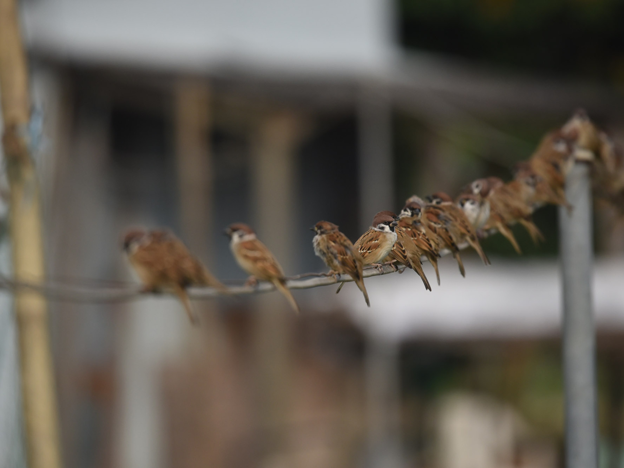 觀鳥會推算目前香港市區有約22.7萬隻麻雀，較去年上升約5000隻。（觀鳥會）
