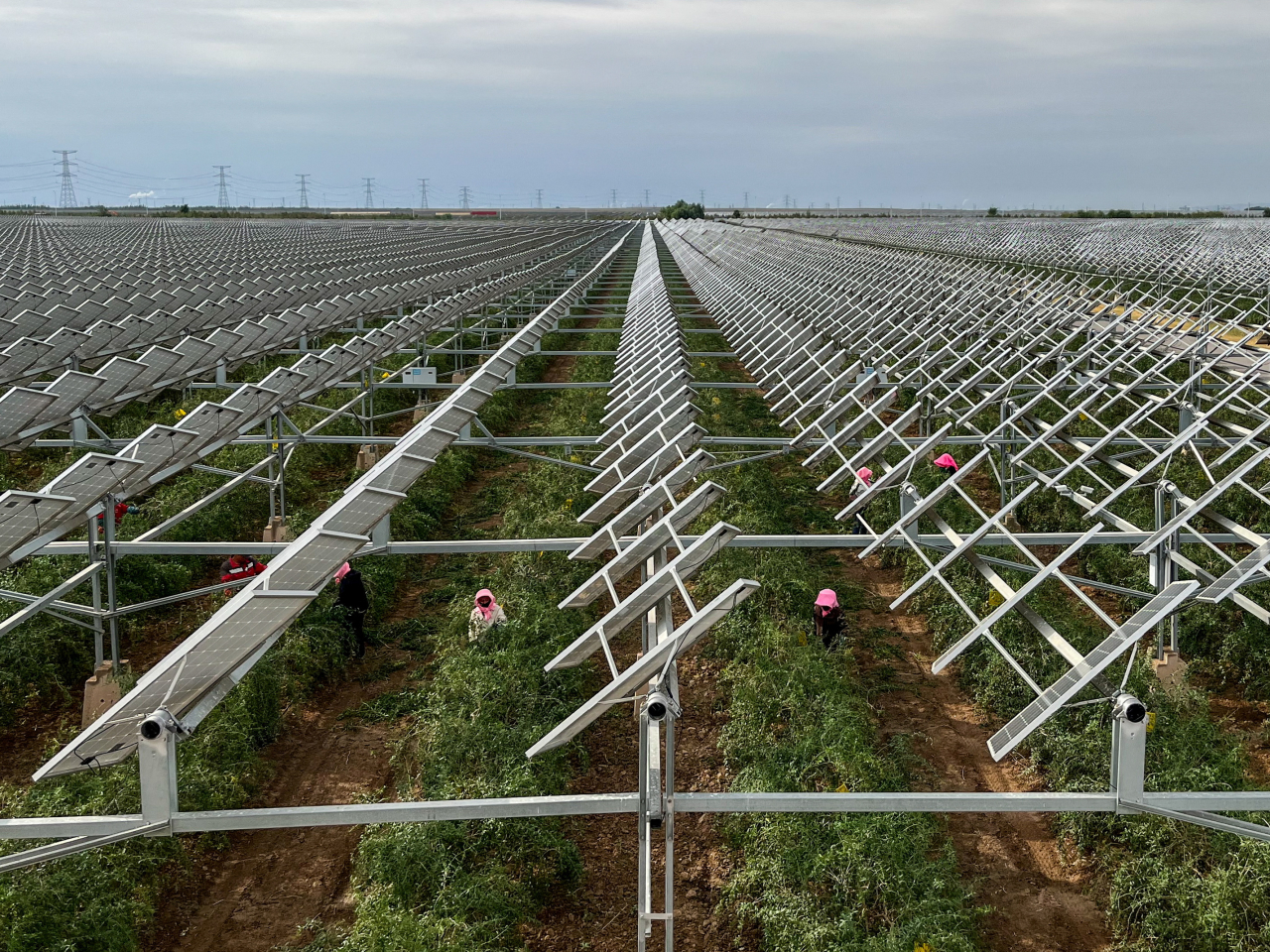 Farm workers collect goji berries in the shadow of a massive solar project outside Yinchuan, Ningxia Hui Autonomous Region. File photo: Reuters