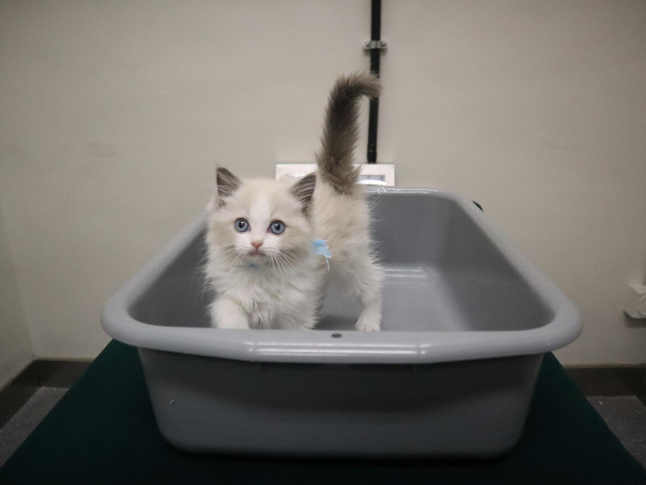 海關在文錦渡管制站偵破非法進口動物案件，檢獲一隻懷疑非法進口幼貓。 (政府新聞處)