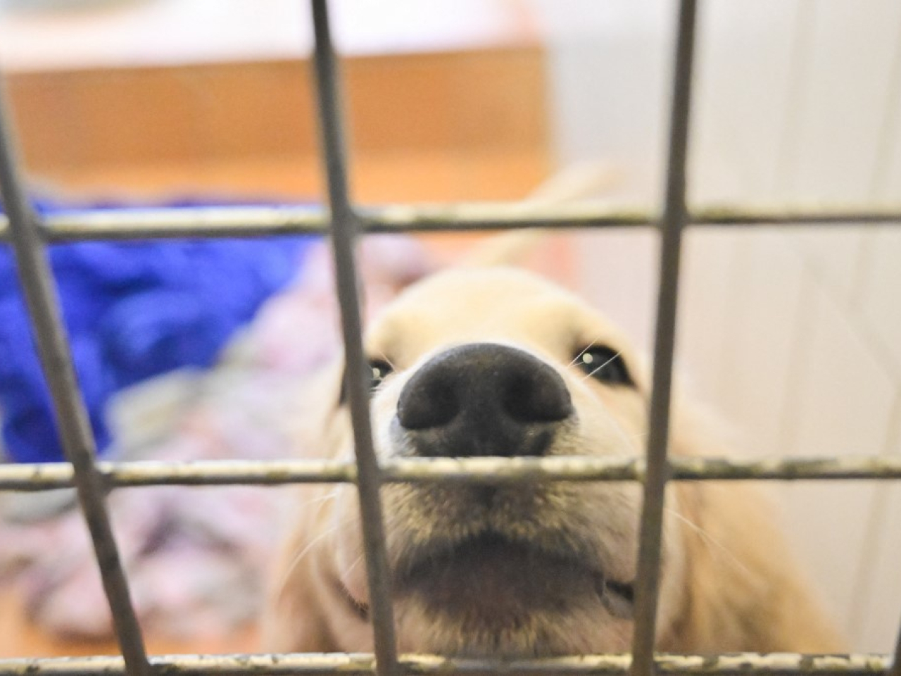 Britain's Labour government is aiming to ban puppy farms by the end of 2030. File photo: AFP