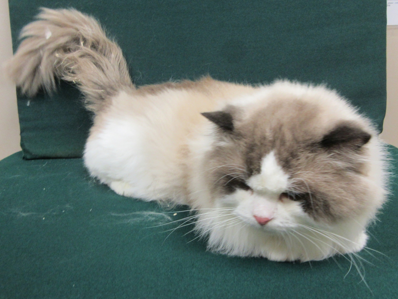 海關檢獲一隻懷疑非法進口的貓，估計市值約2萬元。（政府新聞處）